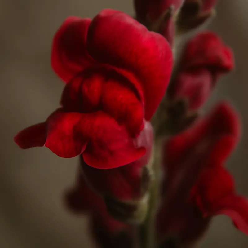 Löwenmaul - rot - Bild 2