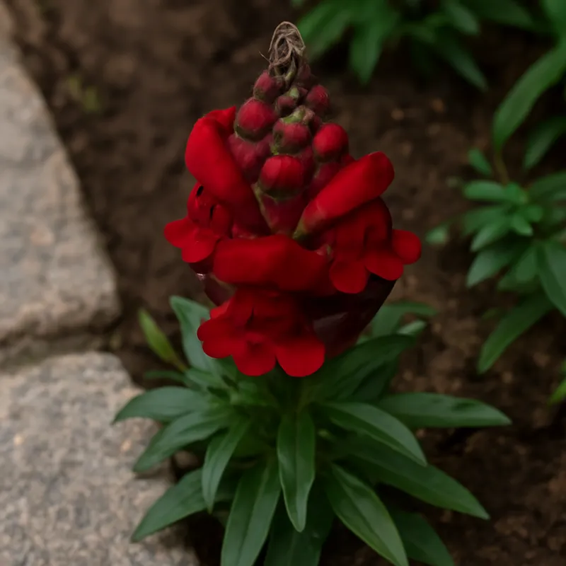 Löwenmaul - rot - Bild 4