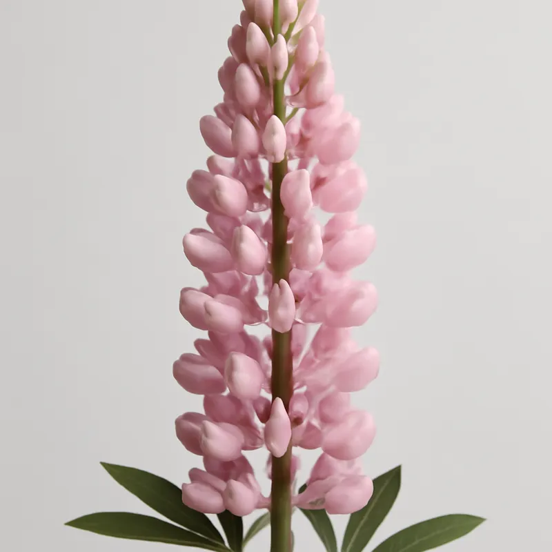 Lupine - rosa