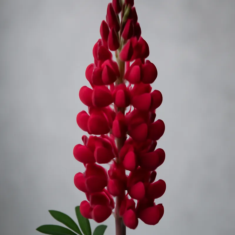 Lupine - rot