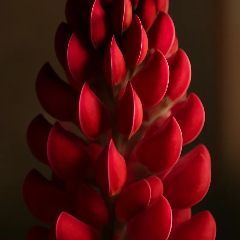Lupine - rot - Bild 2
