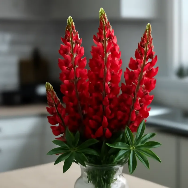 Lupine - rot - Bild 3