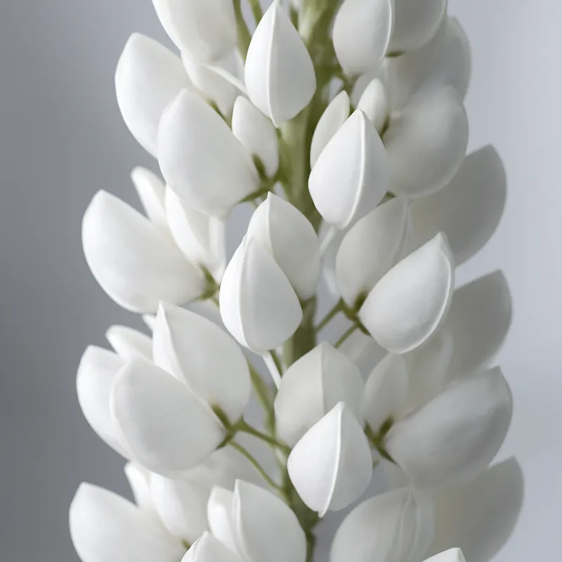 Lupine - weiss - Bild 2