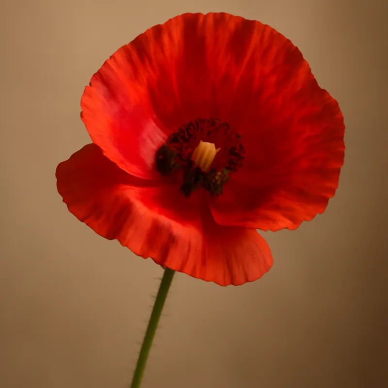 Mohn - klassisch