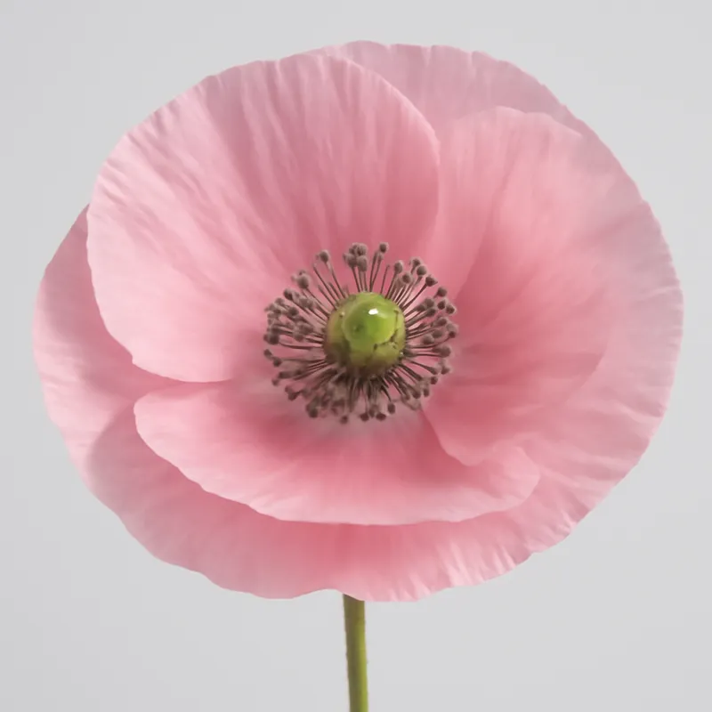 Mohn - rosa