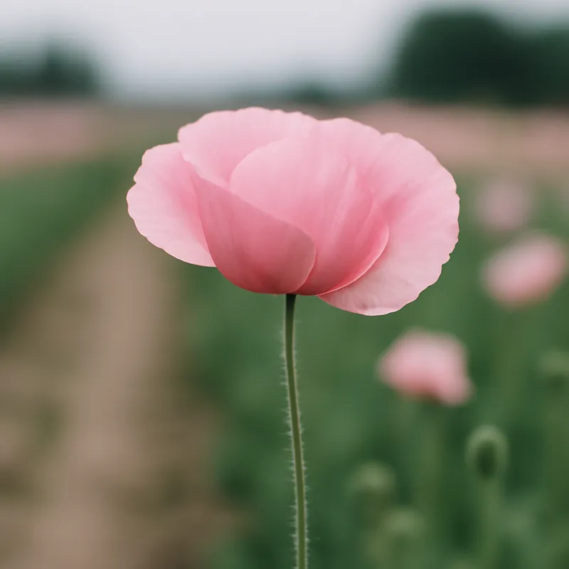 Mohn - rosa - Bild 4
