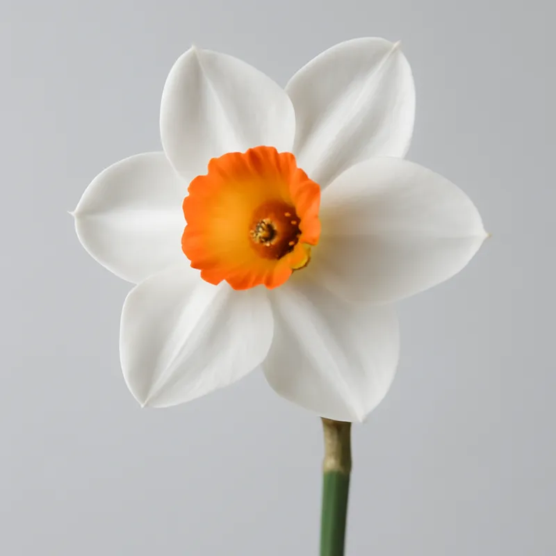 Narzisse - die erste Blume des Frühlings