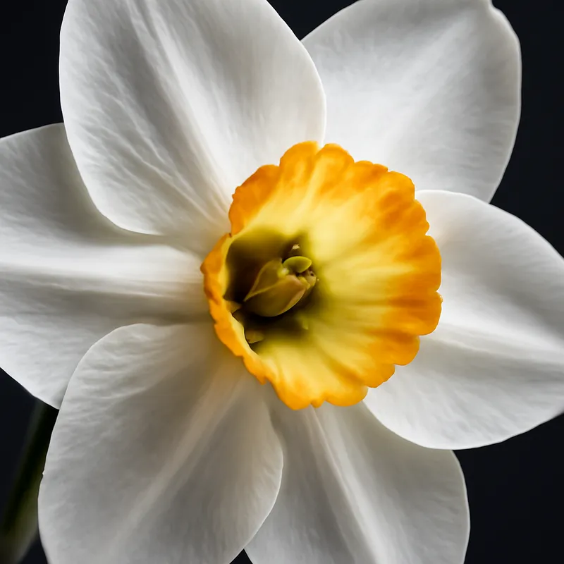 Narzisse - weiss - Bild 2