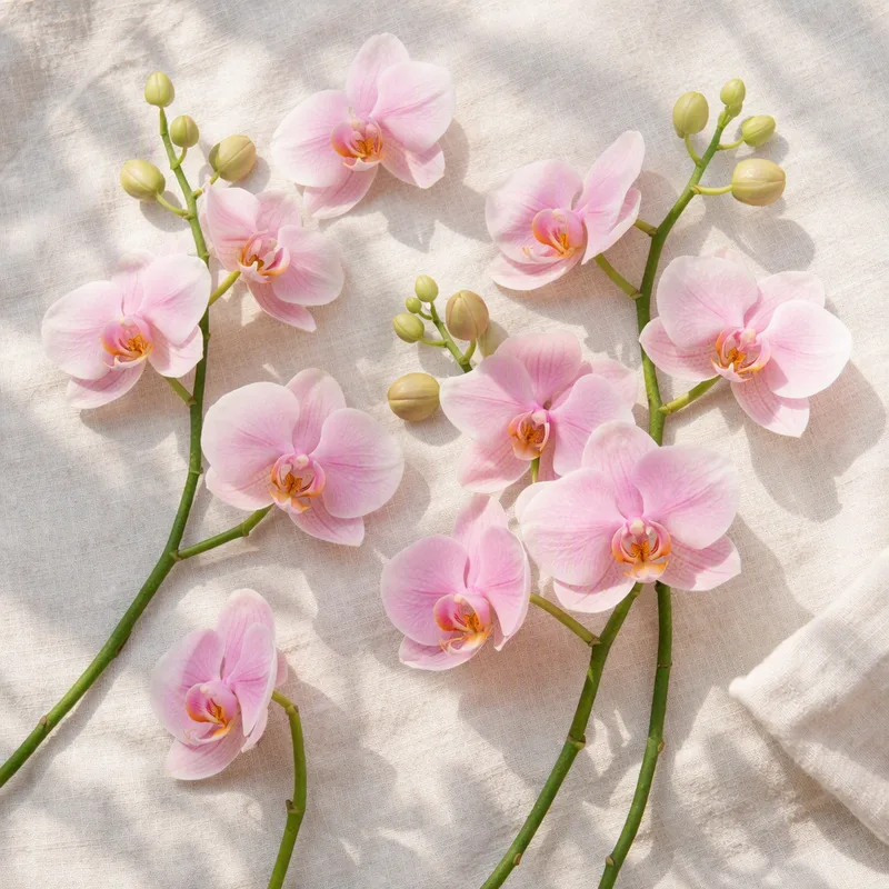 Orchidee (Brautorchidee) - rosa - Bild 4