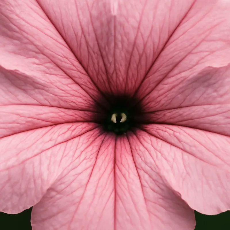 Petunie - rosa - Bild 2