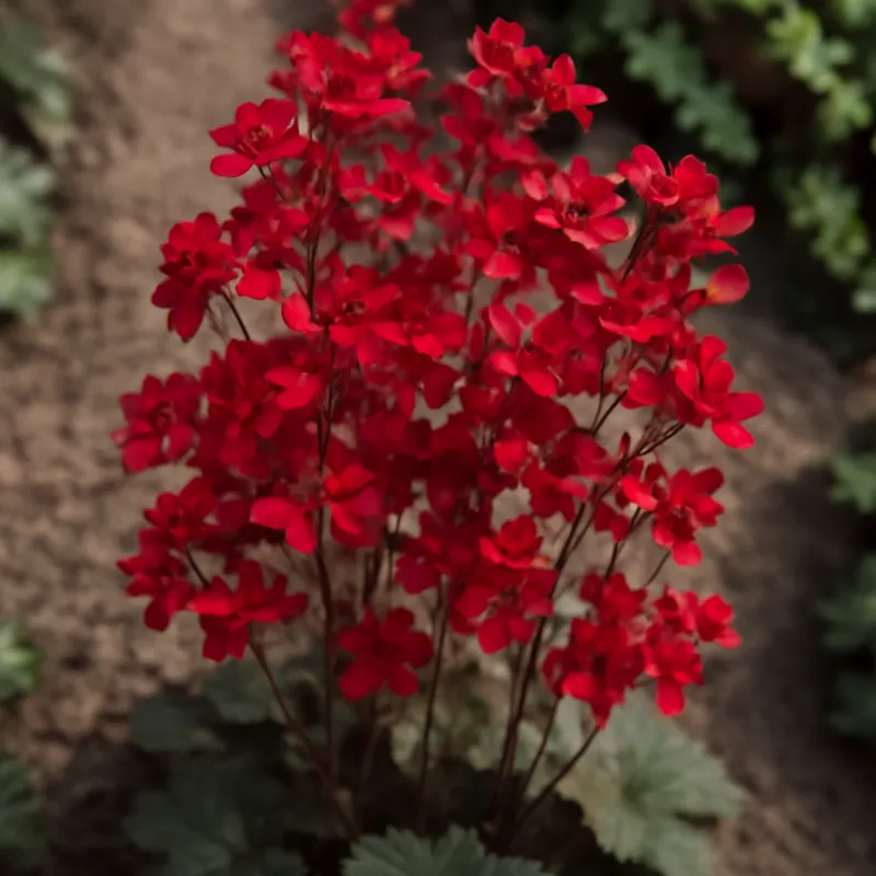 Purpurglöckchen - rot - Bild 4