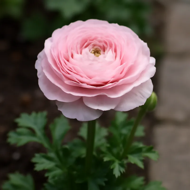 Ranunkel - rosa - Bild 4