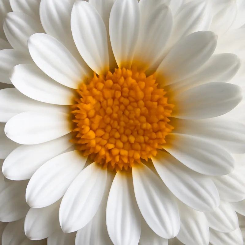 Ringelblume - weiss - Bild 2