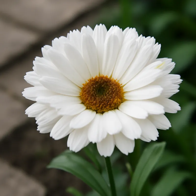 Ringelblume - weiss - Bild 4