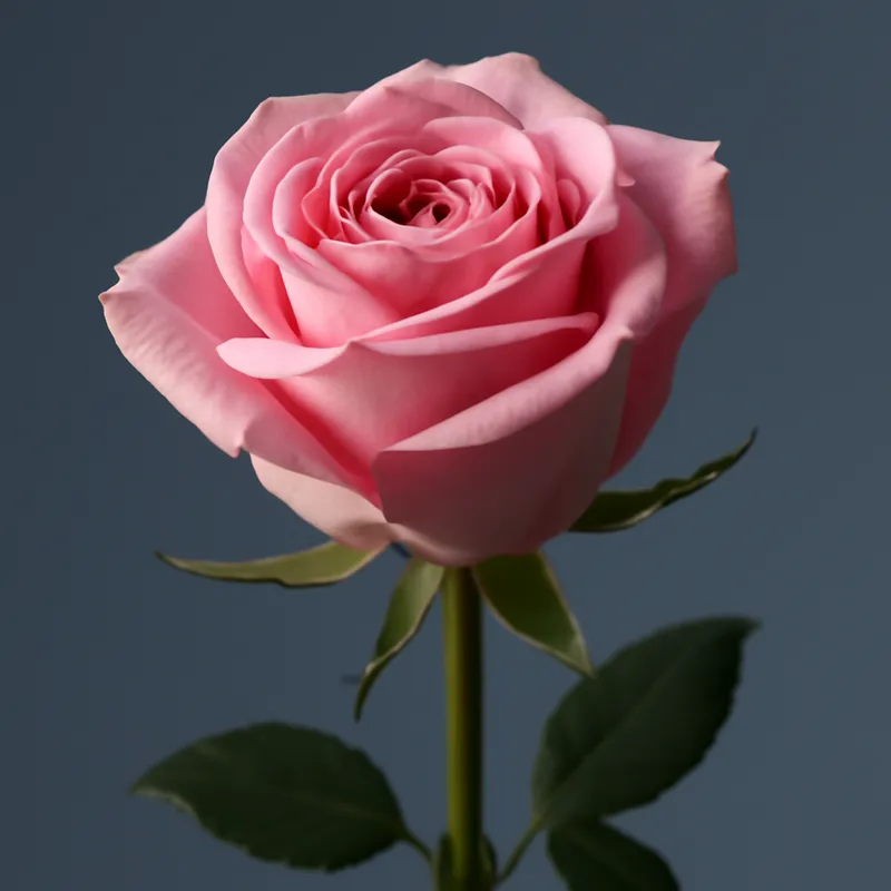 Rosen - klassische rote Rosen