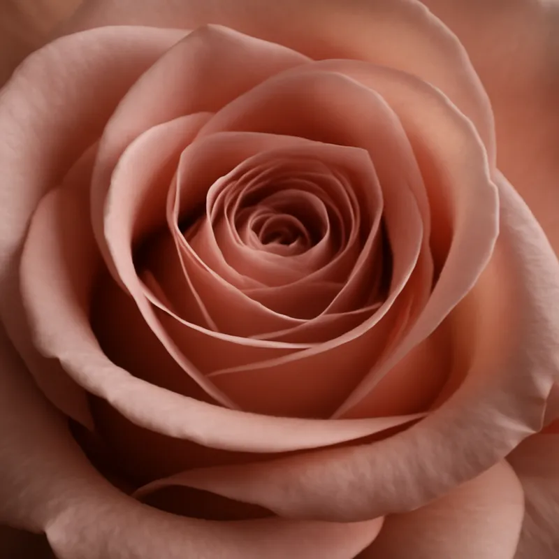 Rose - klassisch - Bild 2