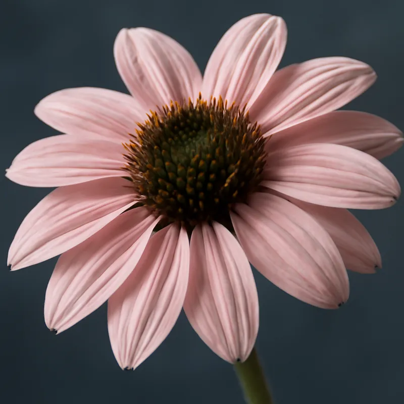 Rudbeckia - rosa