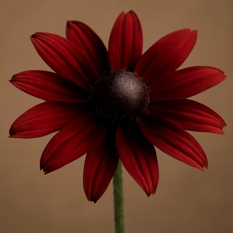 Rudbeckia - rot