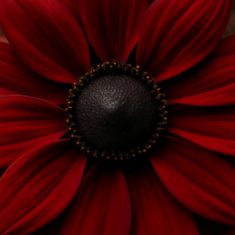 Rudbeckia - rot - Bild 2