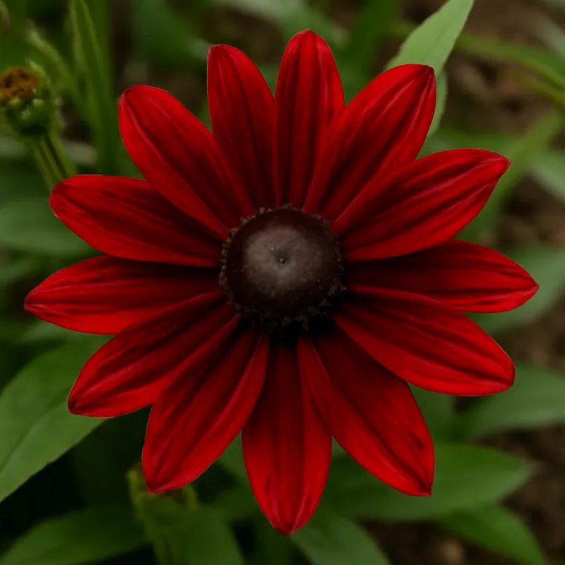 Rudbeckia - rot - Bild 4
