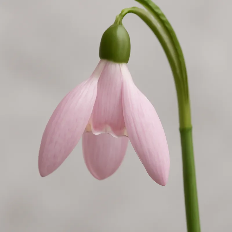 Schneeglöckchen - rosa