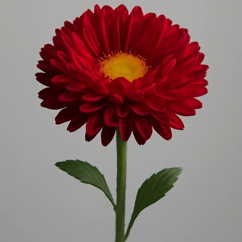 Sommeraster - rot
