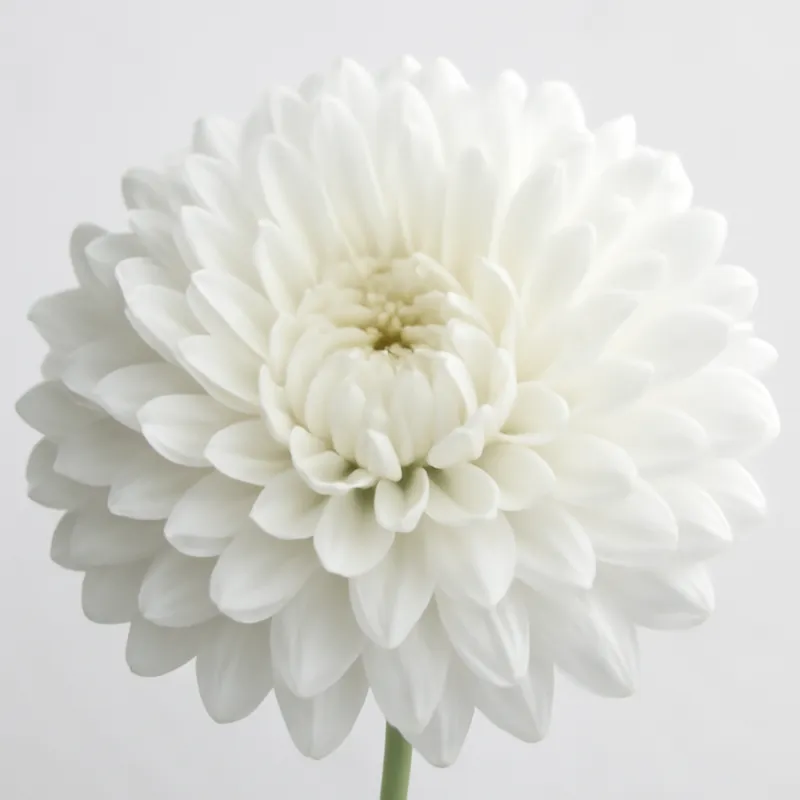 Sommeraster - weiss - Bild 2
