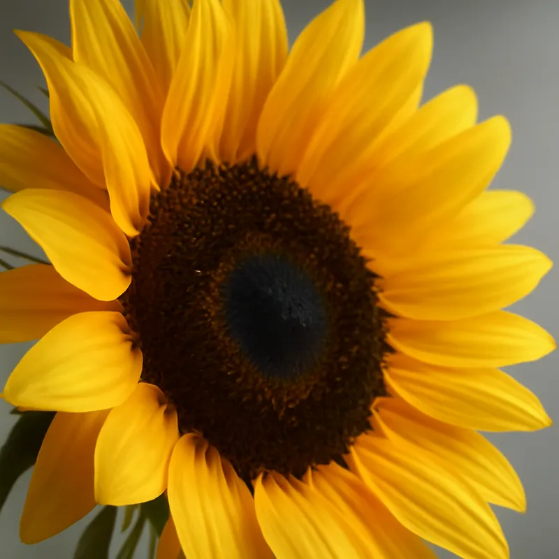 Sonnenblume - klassisch - Bild 2