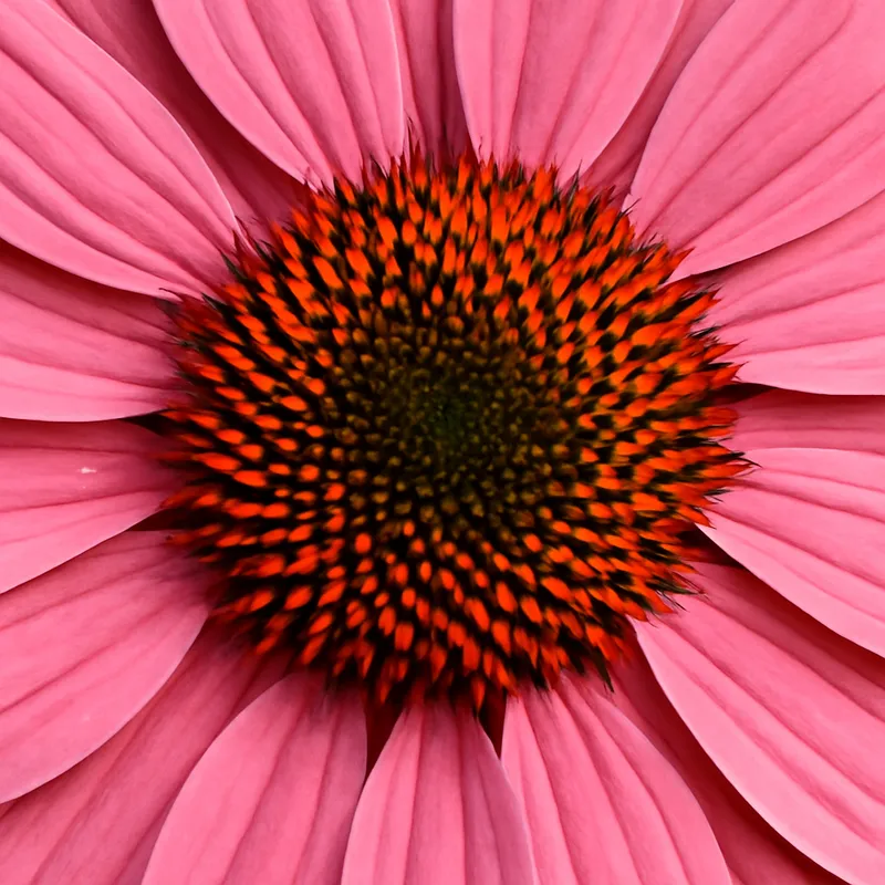 Sonnenhut - rosa - Bild 2