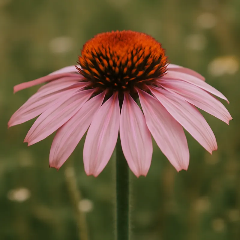 Sonnenhut - rosa - Bild 4