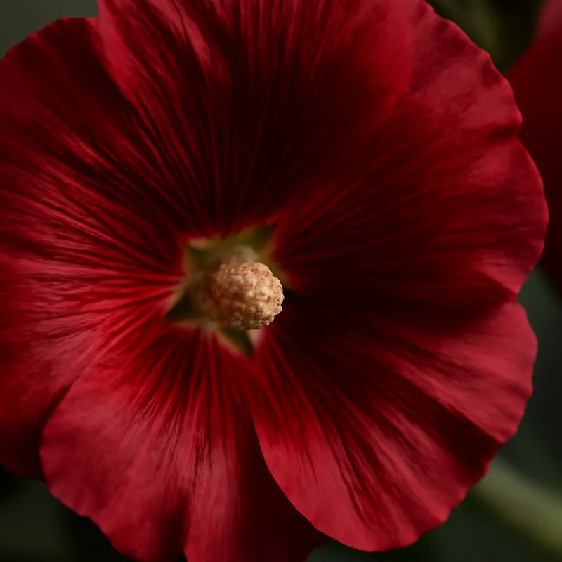 Stockrose - rot - Bild 2