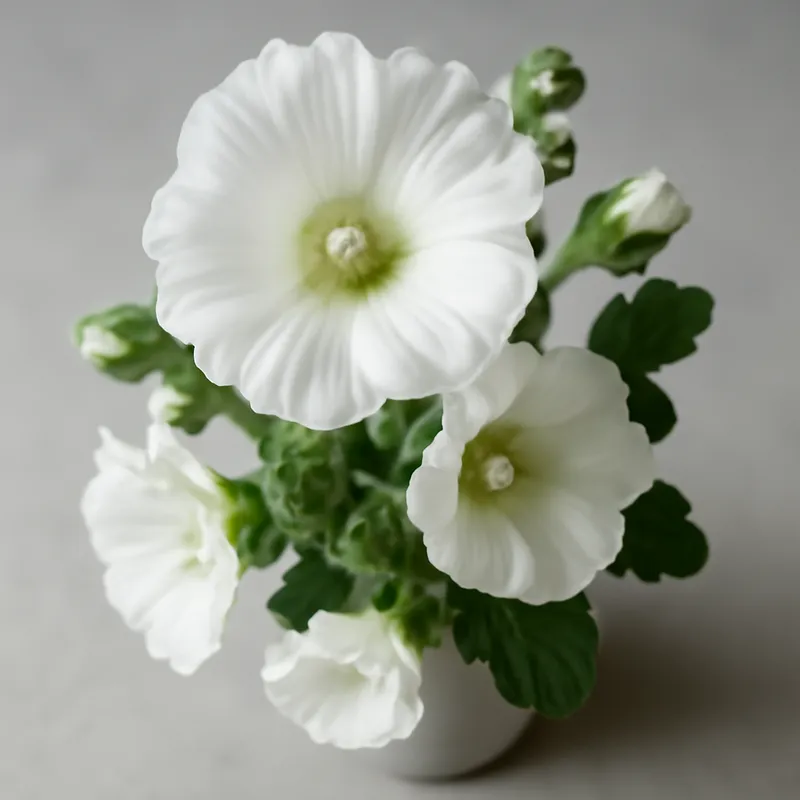 Stockrose - Weiss - Bild 3