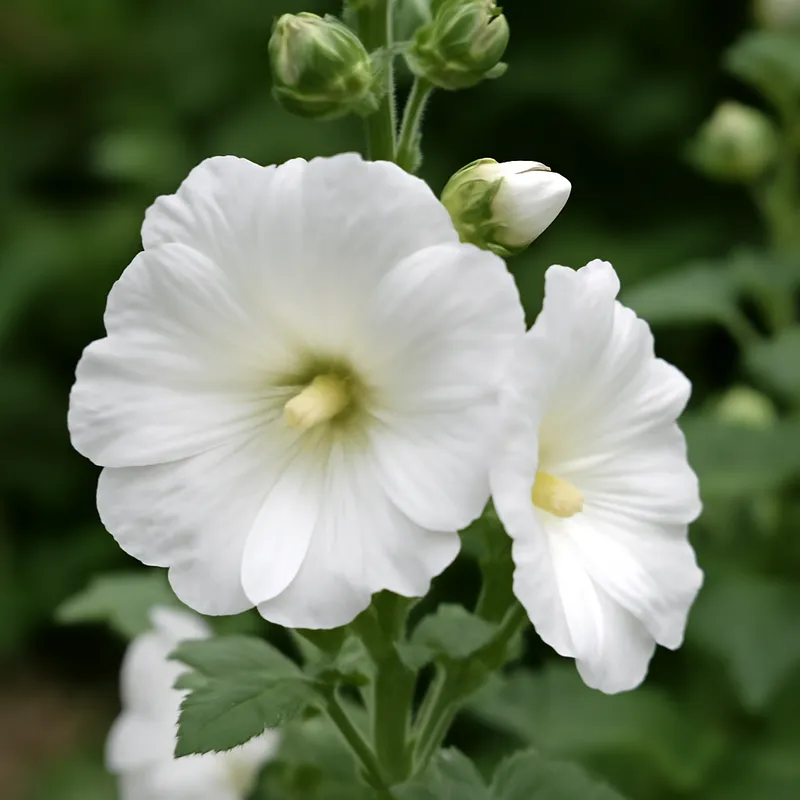Stockrose - Weiss - Bild 4