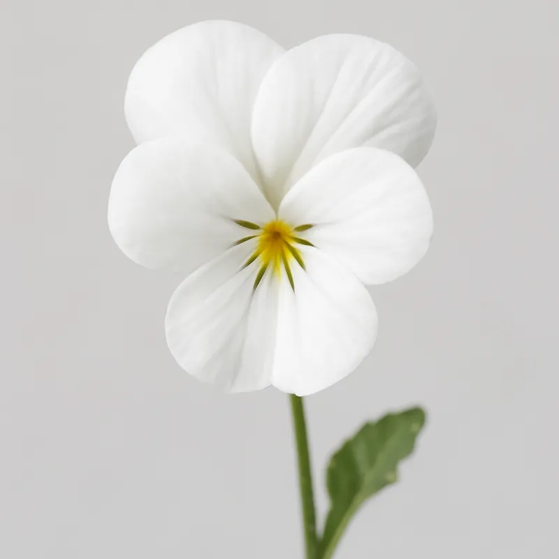 Veilchen - Weiss