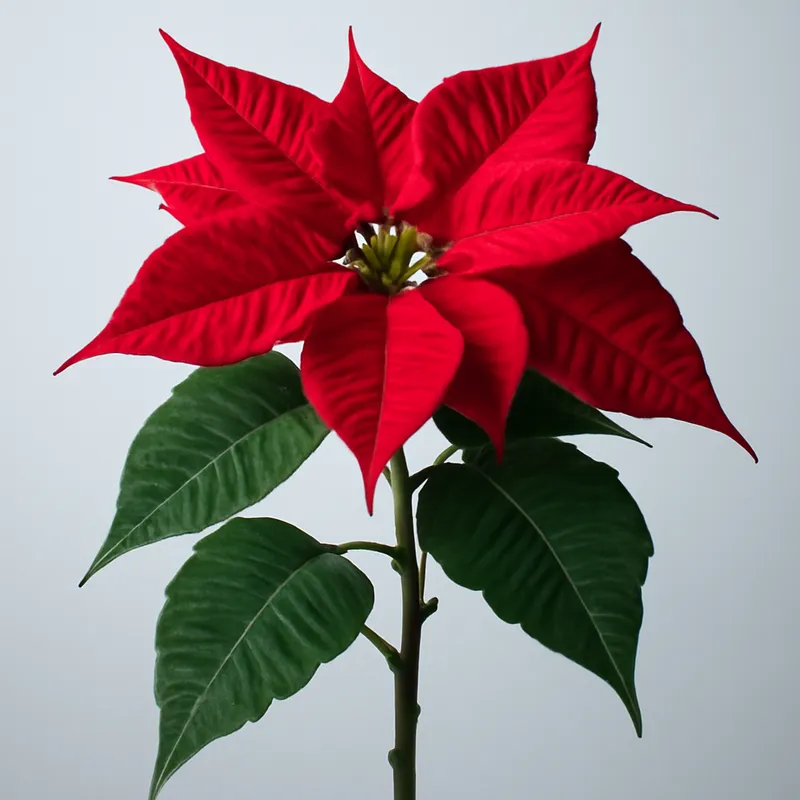 Weihnachtsstern - klassisch