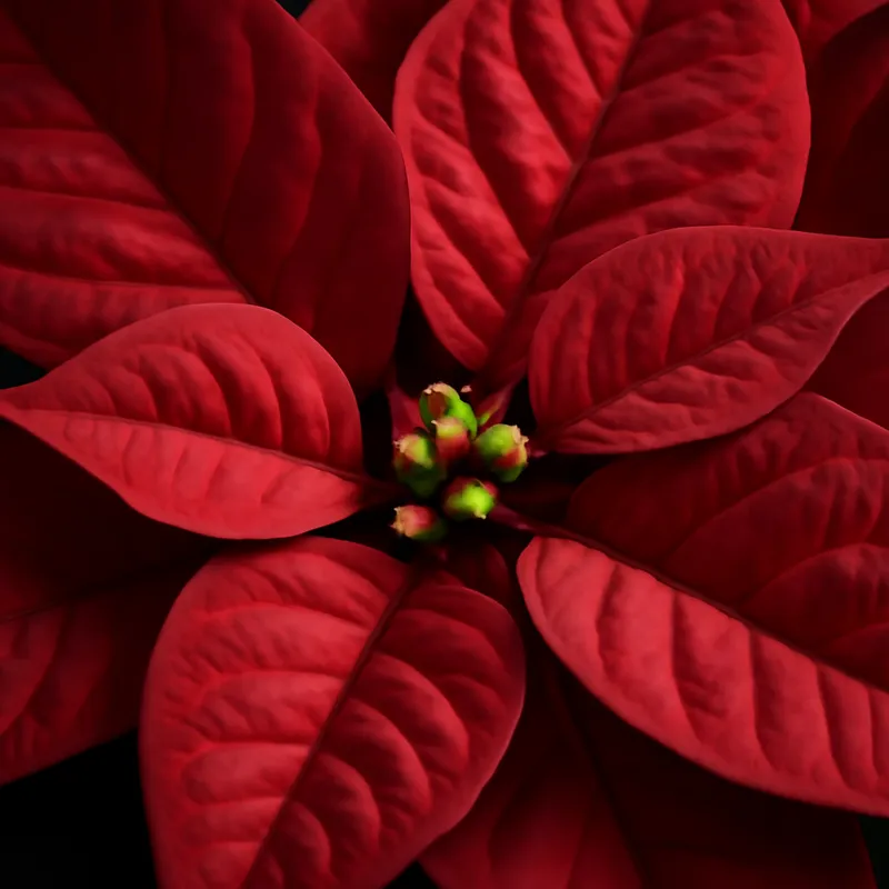 Weihnachtsstern - klassisch - Bild 2
