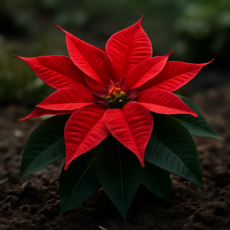 Weihnachtsstern - klassisch - Bild 4
