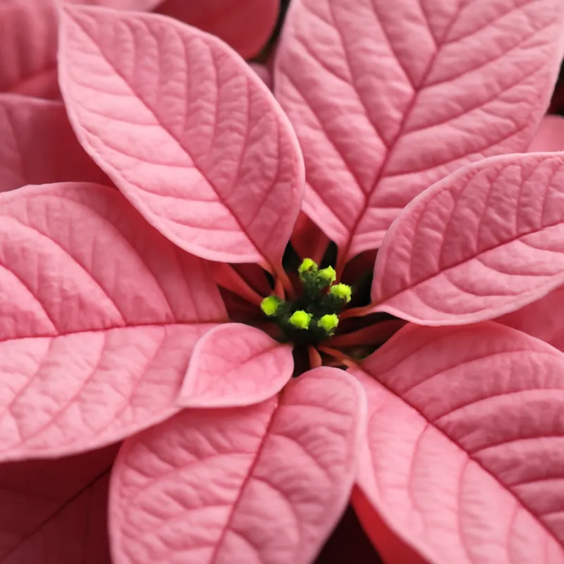Weihnachtsstern - rosa - Bild 2