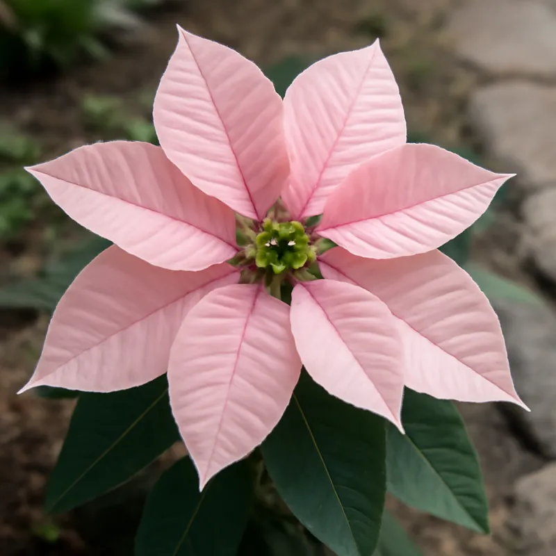 Weihnachtsstern - rosa - Bild 4