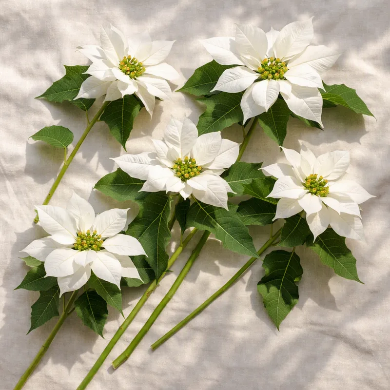 Weihnachtsstern - Weiss - Bild 4