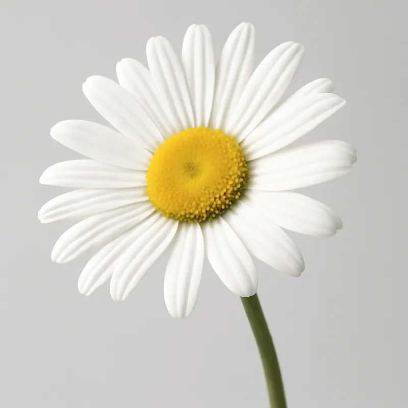 Wiesenmargerite - weiss