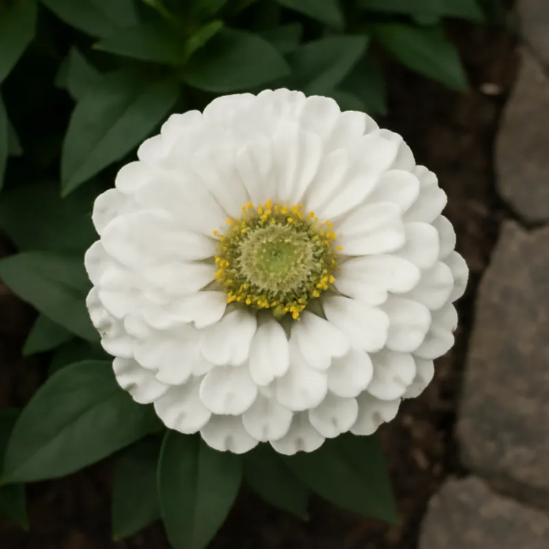 Zinnie - weiss - Bild 4